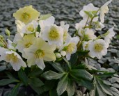 1_Helleborus-Mon-Bijou-845x684 (1)